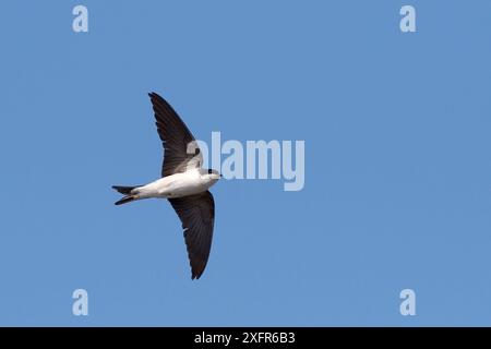 Haus Martin (Delichon urbicum) flying Overhead, Lacock, Wiltshire, UK, Juni. Stockfoto