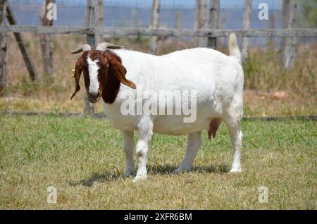 Schöne weibliche Buren Ziegen auf der Farm Stockfoto