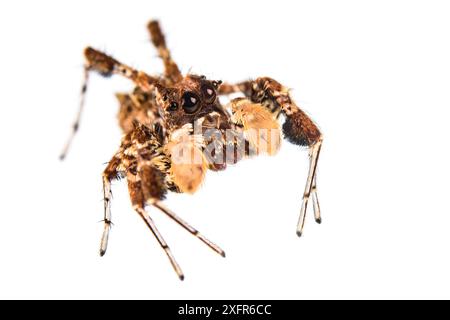 Dandy Jumping Spinnen (Portia schultzi) auf weißem Hintergrund, KwaZulu-Natal, Südafrika Stockfoto