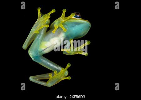 Grüner, helläugiger Frosch (Boophis viridis), Tiefwinkelansicht mit transparentem Körper, Andasibe, Madagaskar Stockfoto