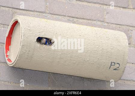 Hausspatzen (Passer domesticus) mit einem Nistkasten für Common Swifts (Apus apus) aus Kunststoffrohren, befestigt an der Wand eines Wohnblocks, Edgecombe, Cambridge, UK, Juli. Stockfoto