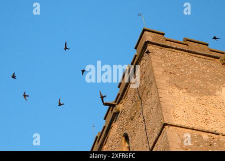 Schreiende Gruppe der Common Swifts (Apus apus), die in der Abenddämmerung um einen Kirchturm fliegen, wo eine große Kolonie in Nistkästen hinter den Fensterlamellen brütet, All Saints Church, Worlington, Suffolk, Großbritannien, Juli. Stockfoto