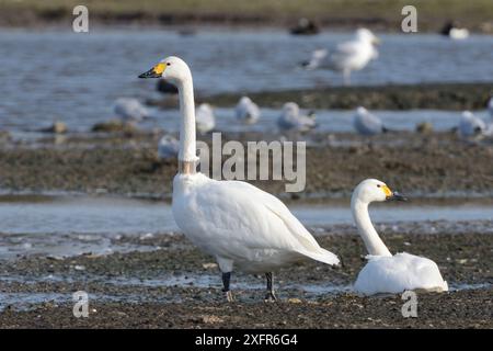 Bewicks Schwan (Cygnus columbianus), ein Erwachsenenpaar mit einem GPS-Logging-Halsband zur Satellitenverfolgung von Migrationsbewegungen, WWT Slimbridge, Gloucestershire, Großbritannien, Februar. Stockfoto