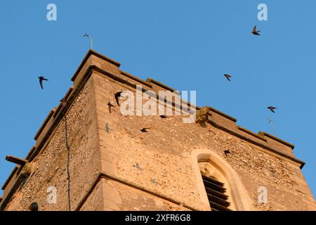 Schreiende Gruppe der Common Swifts (Apus apus), die in der Abenddämmerung um einen Kirchturm fliegen, wo eine große Kolonie in Nistkästen hinter den Fensterlamellen brütet, All Saints Church, Worlington, Suffolk, Großbritannien, Juli. Gewinner des Conservation Documentary Award im Wettbewerb Bird Photographer of the Year 2020. Stockfoto