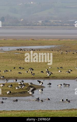 Herde von Barnacle Gänsen (Branta leucopsis), die auf teilweise überfluteten Salinen an der Severn-Mündung weiden, ruhen und baden, Gloucestershire, Großbritannien, Februar. Stockfoto