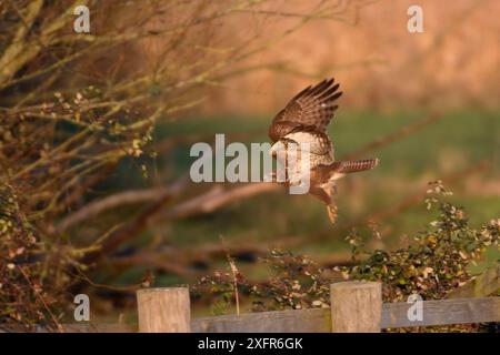 Bussard (Buteo buteo), der von einem Zaun in Farmland abhebt, Somerset, Großbritannien, Dezember. Stockfoto