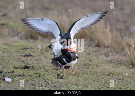 Austernfänger (Haematopus ostralegus) paaren sich an den Ufern eines flachen Süßwassersees, Gloucestershire, Großbritannien, Februar. Stockfoto