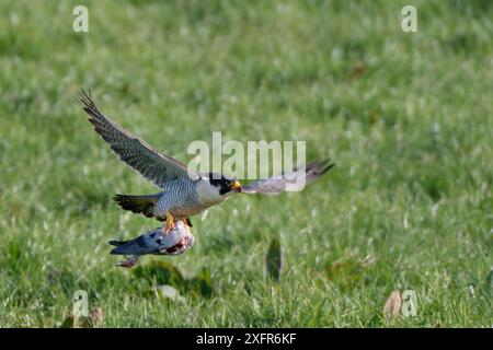 Wanderfalke (Falco peregrinus) fliegt über der Wiese mit der Beute der Wildtaube (Columba Livia), Cornwall, Großbritannien, April. Stockfoto