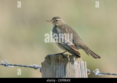 Felsenpipit (Anthus petrosus) auf einem Zaunpfosten in Coastal Farmland, Cornwall, Großbritannien, Oktober. Stockfoto