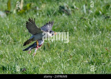 Wanderfalke (Falco peregrinus) fliegt über der Wiese mit der Beute der Wildtaube (Columba Livia), Cornwall, Großbritannien, April. Stockfoto