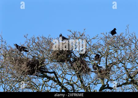 Rooks (Corvus frugilegus) auf Nestern in einem Baumstamm, mit einem Vogel, Gloucestershire, UK, Fenbruary. Stockfoto