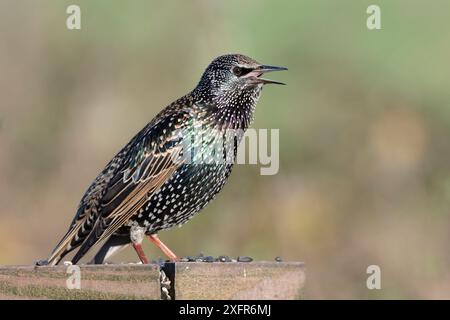 Sturnus vulgaris (Sturnus vulgaris) im Wintergefieder singend, während er auf einem Vogeltisch steht, Somerset, Großbritannien, Dezember. Stockfoto