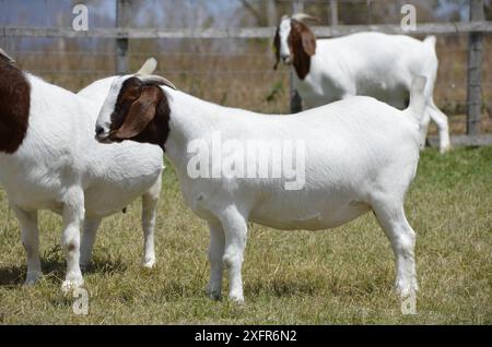 Schöne weibliche Buren Ziegen auf der Farm Stockfoto