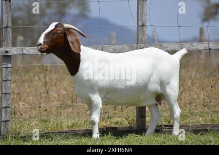 Schöne weibliche Buren Ziegen auf der Farm Stockfoto