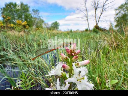 Große rote Jungfliege (Pyrrhosoma nymphula) Brackagh Moss NNR, Portadown, Co. Armagh, Nordirland. Mai. Stockfoto