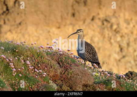 Wimbrel (Numenius phaeopus) ruht am Klippenrand zwischen blühender Sea thrift (Armeria maritima) in der Abenddämmerung während der Frühjahrsmigrationszeit, Cornwall, Großbritannien, Mai. Stockfoto