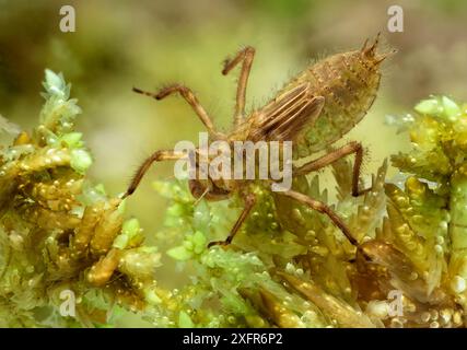 Vier gepunktete Jäger (Libellula quardrimaculata) Nymphe, Montiaghs Moss NNR, Aghalee, County Antrim, Nordirland. Mai. Stockfoto