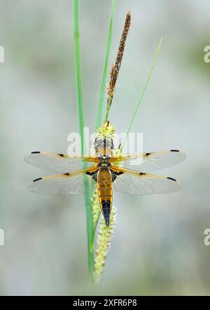 Vier gefleckte Jäger (Libellula quardrimaculata) Montiaghs Moss NNNR, Aghalee, County Antrim, Nordirland. Juni. Stockfoto