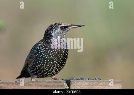 Sturnus vulgaris im Wintergefieder auf einem Vogeltisch stehend, Somerset, Großbritannien, Dezember. Stockfoto