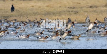 Wigeon (Anas penelope) Herde, panisch während des Grasens an einem vorbeifahrenden Raptor, landete im Februar auf überflutetem Sumpfland in Gloucestershire, Großbritannien. Stockfoto