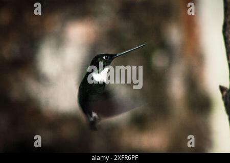 Ein leuchtender grün-weißer Kolibri, der mitten im Flug im üppigen Buenaventura Tropical Reserve in Ecuador gefangen wurde und die Agilität und Schönheit dieser Tiere zeigt Stockfoto