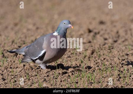 Ringeltaube (Columba palumbus) Futter für Weizen Samen in einem vor kurzem gebohrten Bereich, Cornwall, UK, April. Stockfoto