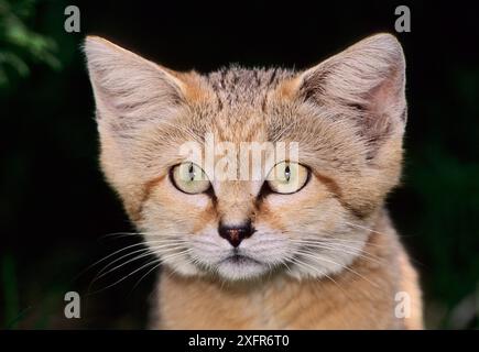 Sandkatze (Felis margarita) in Gefangenschaft kommt in Nordafrika, auf der Arabischen Halbinsel und in Teilen Zentralasiens vor. Stockfoto