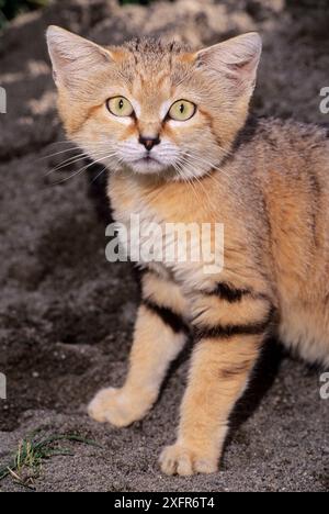 Sandkatze (Felis margarita) in Gefangenschaft kommt in Nordafrika, auf der Arabischen Halbinsel und in Teilen Zentralasiens vor. Stockfoto