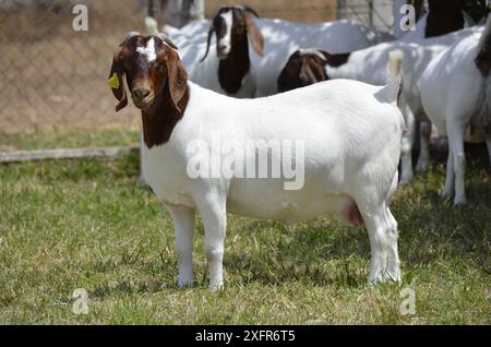 Schöne weibliche Buren Ziegen auf der Farm Stockfoto