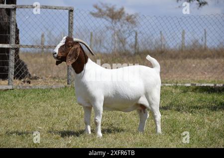 Schöne weibliche Buren Ziegen auf der Farm Stockfoto