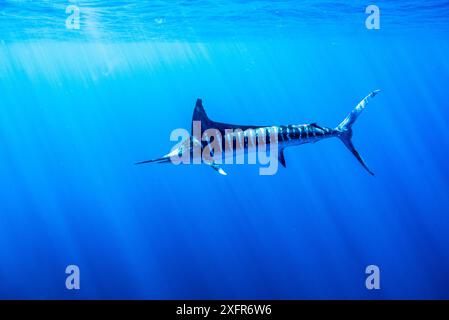 Gestreifter Marlin (Kajikia audax), der sich an Köderbällen ernährt, Eastern Pacific, Thetis Bank, Baja California, Mexiko Stockfoto