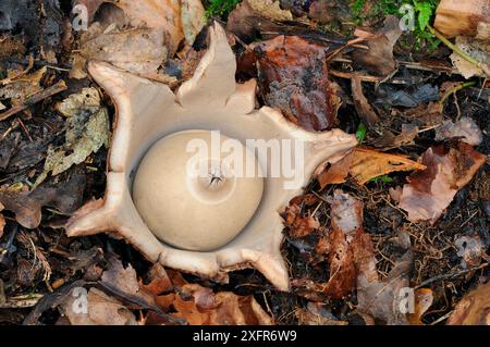 Tynan Estate, County Armagh, Nordirland. Oktober. Stockfoto