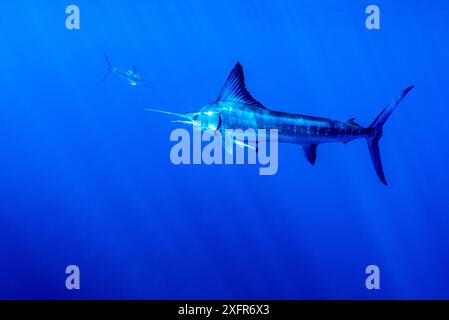 Gestreifter Marlin (Kajikia audax), der sich an Köderbällen ernährt, Eastern Pacific, Thetis Bank, Baja California, Mexiko Stockfoto