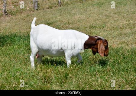 Große Burenziege weiden auf den grünen Weiden des Bauernhofs Stockfoto