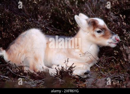 Rentiere (Rangifer tarandus) Woche alten Kalb Zuflucht in Heidekraut, wieder Cairngorm Rentierherde, Cairngorm National Park, Highlands, Schottland, Mai. Stockfoto