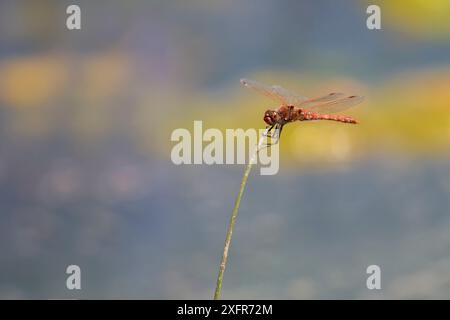 Variegated Meadowhawk (Sympetrum corruptum) Male rusting, Madison River, Montana, USA. Juni. Stockfoto