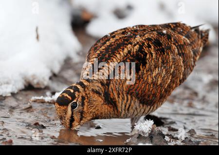 Woodcock (Scolopax rusticola) Fütterung durch Sondieren von weichem Schlamm auf Beute wirbelloser Tiere in feuchten Laubwäldern, Berwickshire, Schottland, Januar. Stockfoto