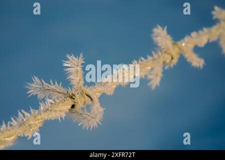 Raureif auf Stacheldraht, Monmouthshire, Wales, Großbritannien. Dezember 2017. Stockfoto