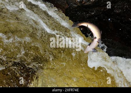 Bachforelle (Salmo trutta) hüpfender Wasserfall bis zu Laichbetten, River Almond, Perthshire, Schottland, September. Stockfoto