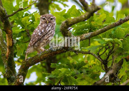 Kleine Eule (Athene noctua), Monmouthshire, Wales, Großbritannien, Juli. Stockfoto