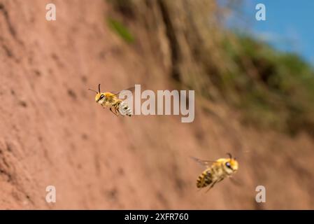 Ivy Bee (Colletes hederae) Männchen, die außerhalb der Nestgräbe auf Weibchen patrouillieren, Monmouthshire, Wales, Großbritannien, September. Stockfoto