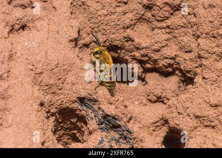 Ivy-Biene (Colletes hederae), männliche Patrouillen für Weibchen außerhalb von Nesthöhlen, Monmouthshire, Wales, Vereinigtes Königreich, September. Stockfoto