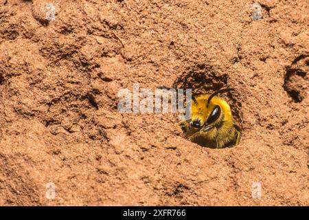 Ivy-Biene (Colletes hederae), Weibchen im Nestgraben, Monmouthshire, Wales, Großbritannien, September. Stockfoto