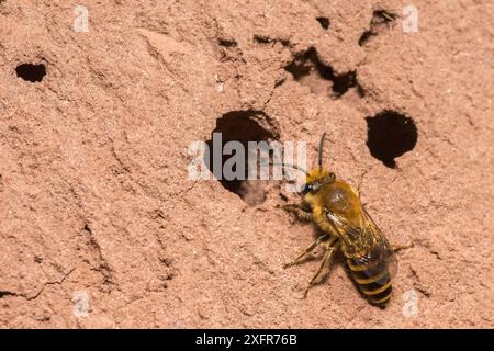 Ivy-Biene (Colletes hederae), männliche Patrouillen für Weibchen außerhalb von Nesthöhlen, Monmouthshire, Wales, Vereinigtes Königreich, September. Stockfoto