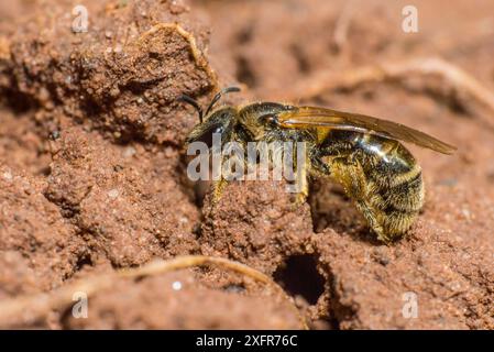 Grüne Furchenbiene (Lasioglossum morio) Weibchen außerhalb des Nestgrabens, Monmouthshire, Wales, UK, August. Stockfoto