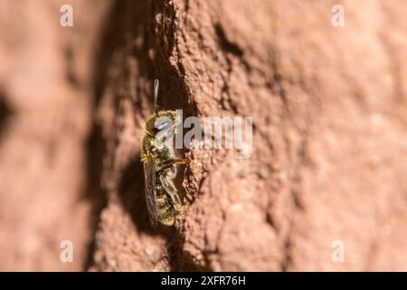 Grüne Furchenbiene (Lasioglossum morio) Weibchen außerhalb des Nestgrabens, Monmouthshire, Wales, UK, August. Stockfoto