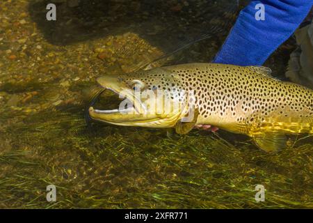 Preis 6lb männliche Hakenforellen (Salmo trutta) in der Hand gehalten, Beaverhead River, Montana, USA. September 2010. Stockfoto