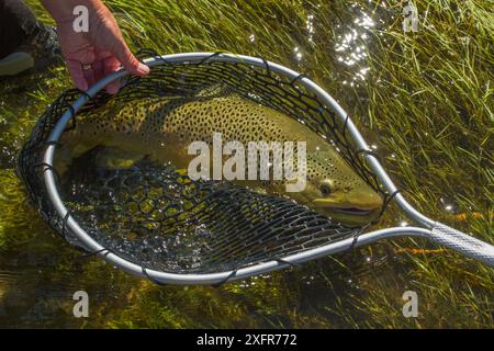 Preis 6 kg männliche Hakenforellen (Salmo trutta), gefangen im Netz, Beaverhead River, Montana, USA. September 2010. Stockfoto