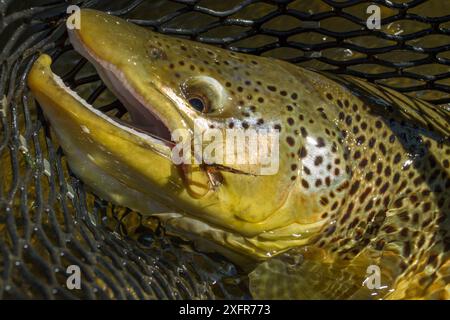 Preis 6 kg männliche Hakenforellen (Salmo trutta), gefangen im Netz, Beaverhead River, Montana, USA. September 2010. Stockfoto