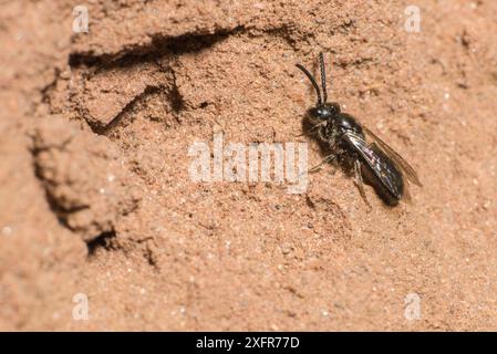 Grüne Furchenbiene (Lasioglossum morio) männlich am Flussufer, Monmouthshire, Wales, Vereinigtes Königreich, August. Stockfoto